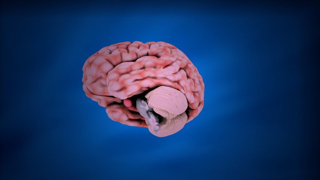 brain, nervous, anatomy-1921600.jpg